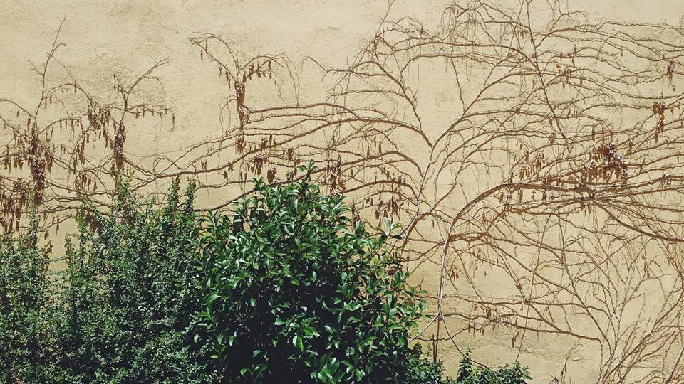 11214097_10153552601829497_1253497222855136110_n