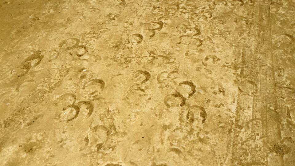 11666225_10153527951204497_2698439359743061601_n