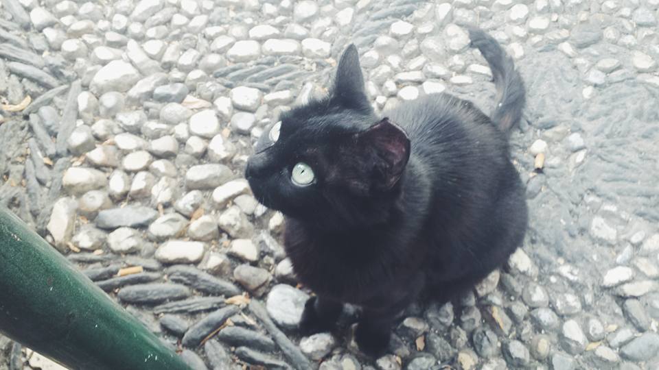 11737829_10153568851744497_8963996246539186641_n